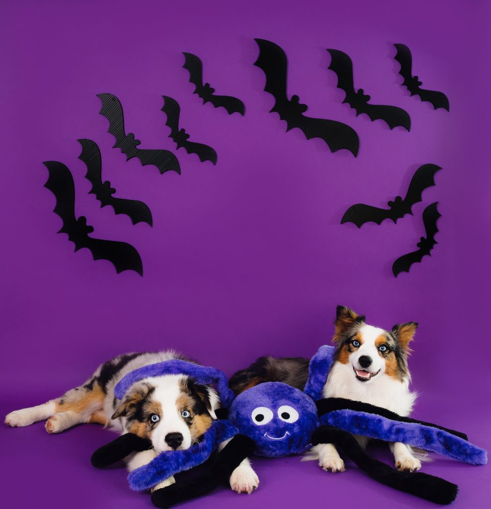 ZIPPY PAWS HALLOWEEN GRUNTERZ PURPLE SPIDER