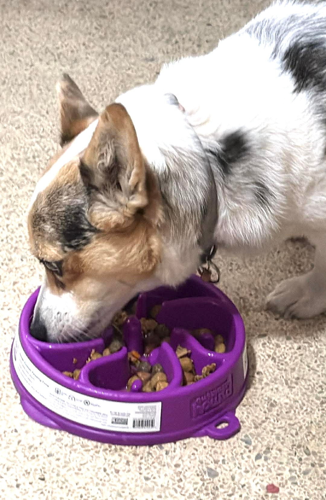 OUTWARD HOUND FUN FEEDER PURPLE FLOWER PATTERN