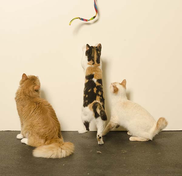 CAT DANCER CAT CHARMER