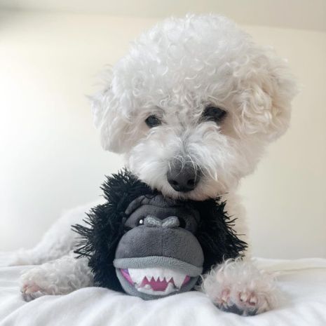 TALL TAILS 2-IN-1 FETCH BALL DOG TOY: GORILLA HEAD