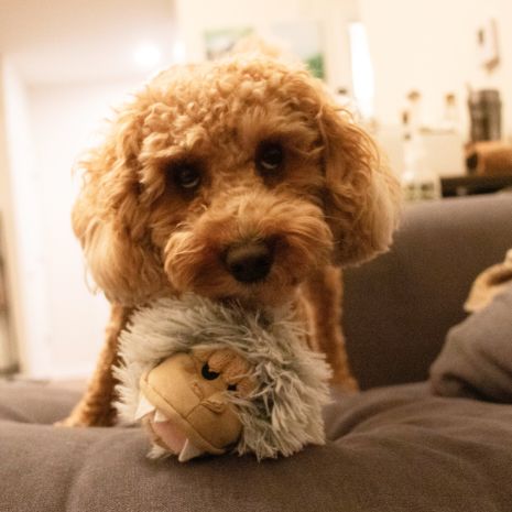 TALL TAILS 2-IN-1 FETCH BALL DOG TOY: YETI HEAD