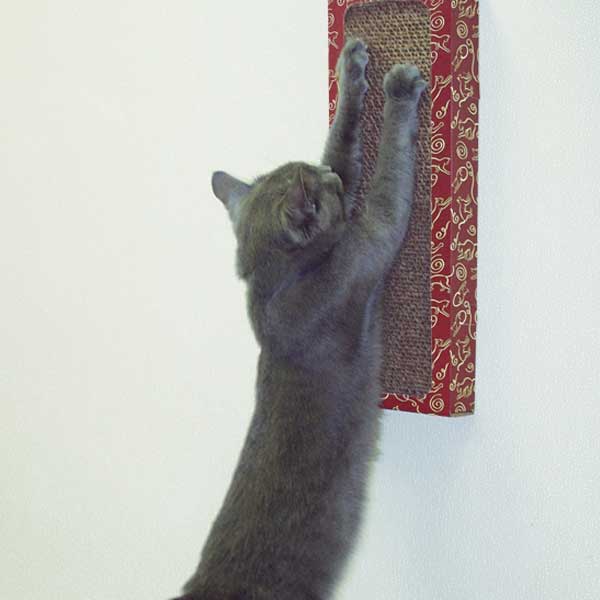 CAT DANCER WALL SCRATCHER