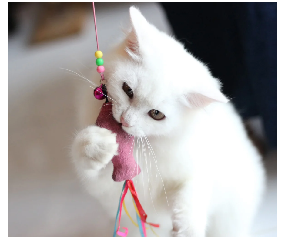 CAT TOYS