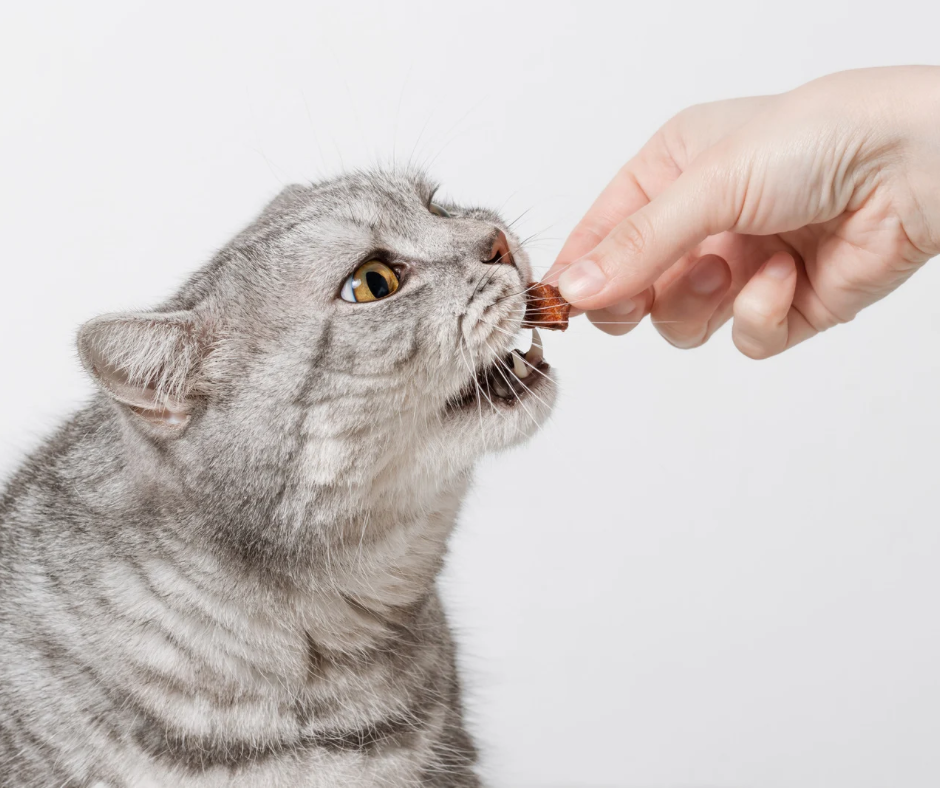 CAT TREAT