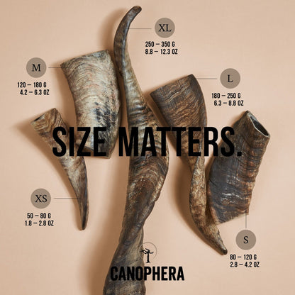 CANOPHERA SHEEP HORN: LARGE