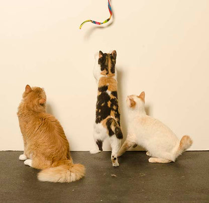 CAT DANCER CAT CHARMER